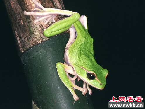 树蛙