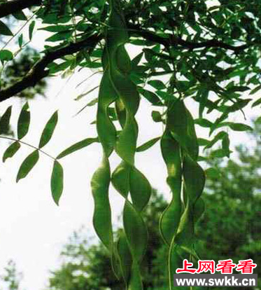 绒毛皂荚