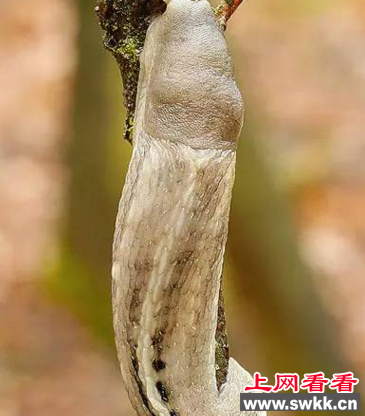 世界上最大的鼻涕虫