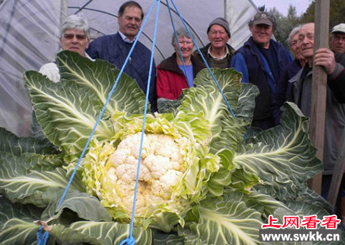世界上最大的菜花