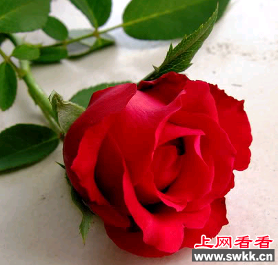 英国国花
