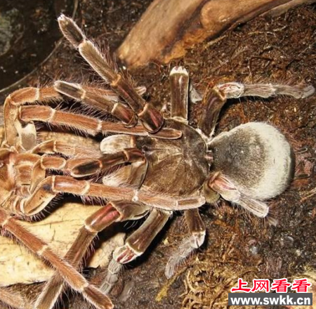 世界上最大的大蜘蛛