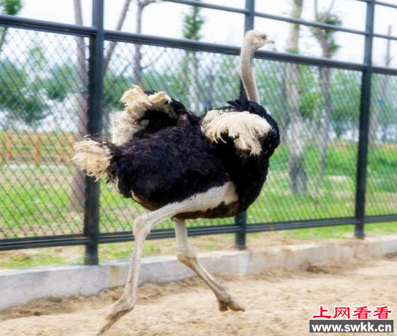 世界上最大的动物园