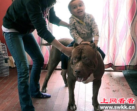 世界上最大的斗牛犬