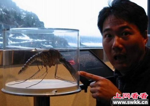 世界上最大的毒蚊子