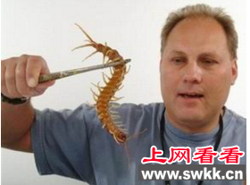 世界上最大的毒蜈蚣