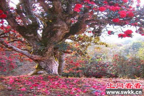 世界上最大的杜鹃花