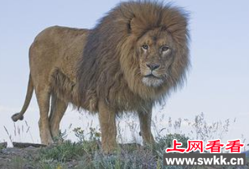 世界上最大的非洲狮