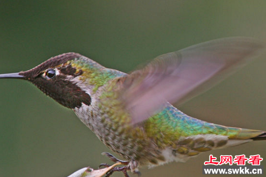 世界上最大的蜂鸟