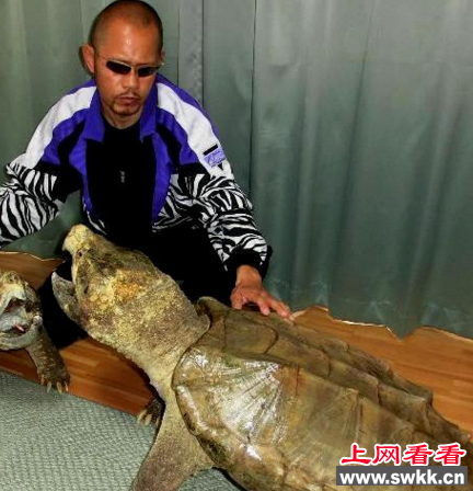 世界上最大的佛鳄龟