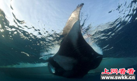 世界上最大的蝠鲼