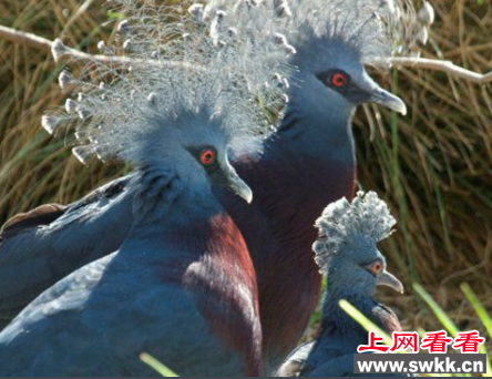 世界上最大的鸽子