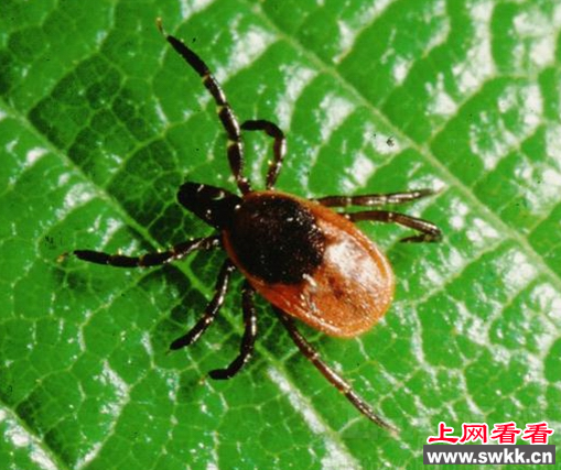 蜱虫咬人会致死 被蜱虫咬伤后应该怎么办？