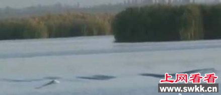 世界上最大的红海巨蛇