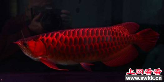 世界上最大的红龙鱼