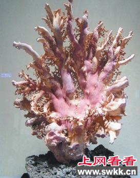 世界上最大的红珊瑚