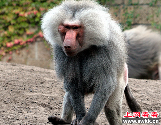 世界上最大的猴子