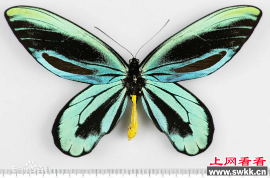 世界上最大的蝴蝶