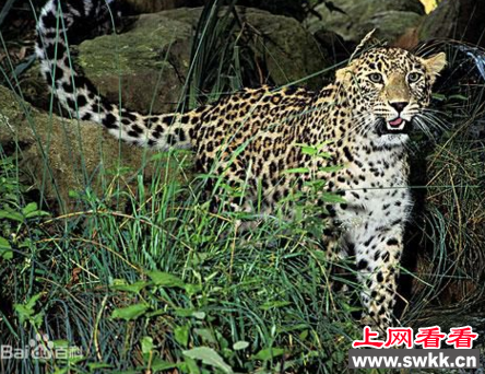 世界上最大的花豹