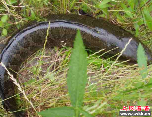 世界上最大的黑鱼