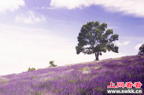 世界上最大的花海