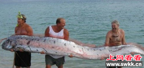 世界上最大的皇带鱼