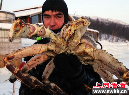 世界上最大的皇帝蟹