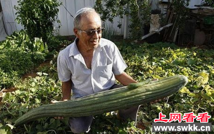 世界上最大的黄瓜