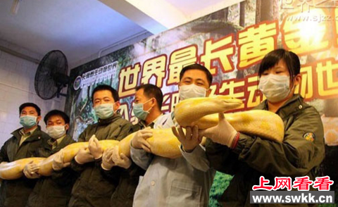 世界上最大的黄金巨蟒