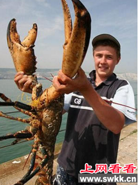 世界上最大的活龙虾