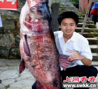 世界上最大的花鲢鱼