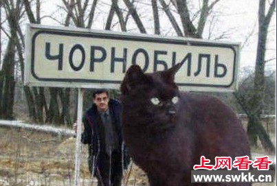 世界上最大的家猫