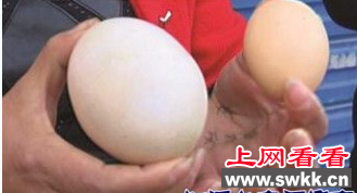 世界上最大的鸡蛋有多重