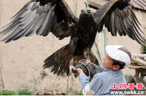 世界上最大的金雕