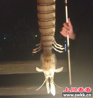 世界上最大的濑尿虾