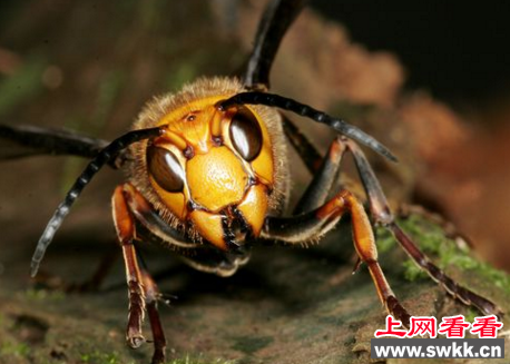 马蜂