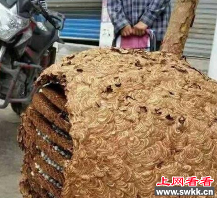 世界上最大的马蜂窝