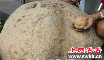 世界上最大的马铃薯