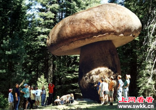 世界上最大的蘑菇