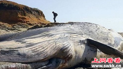世界上最大的抹香鲸