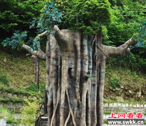 世界上最大的葡萄树