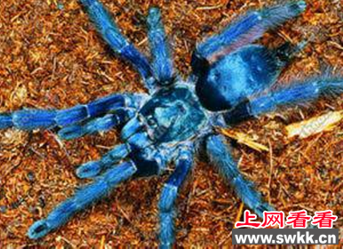 南极现巨型蜘蛛