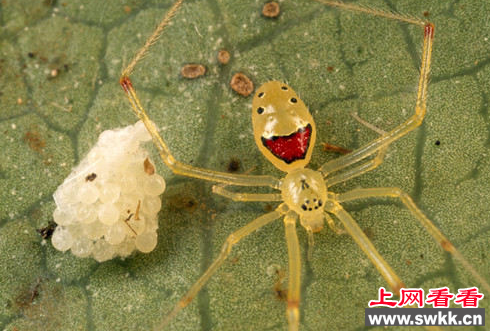 笑脸蜘蛛