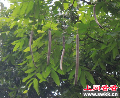 腊肠树