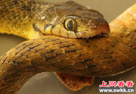 棕树蛇