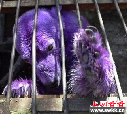 紫色北极熊