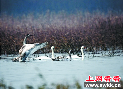 疣鼻天鹅