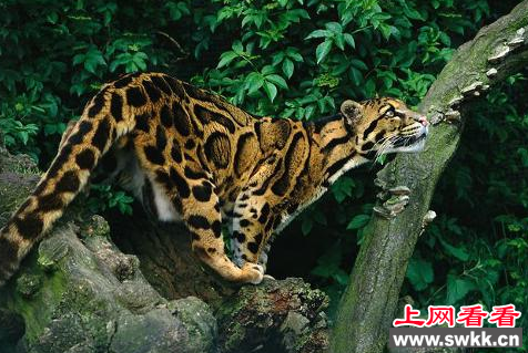 台湾云豹