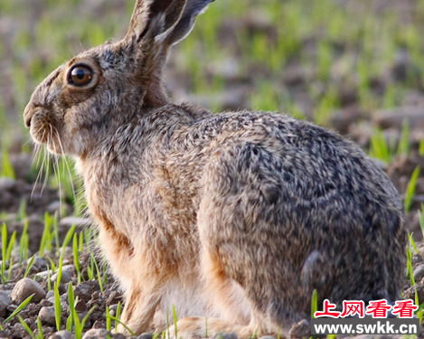 欧洲野兔