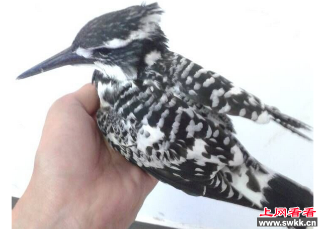 斑鱼狗